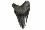 Fossil Megalodon Tooth - Huge Lower Tooth #155338-2